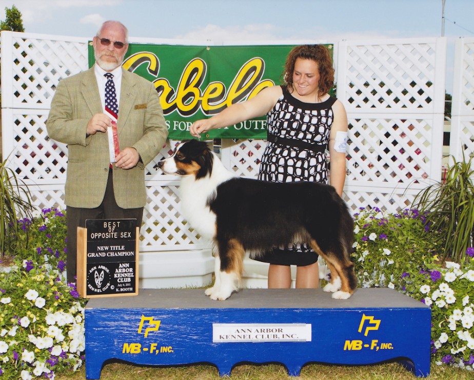 Gordon South Florida Aussie Breeding Winner